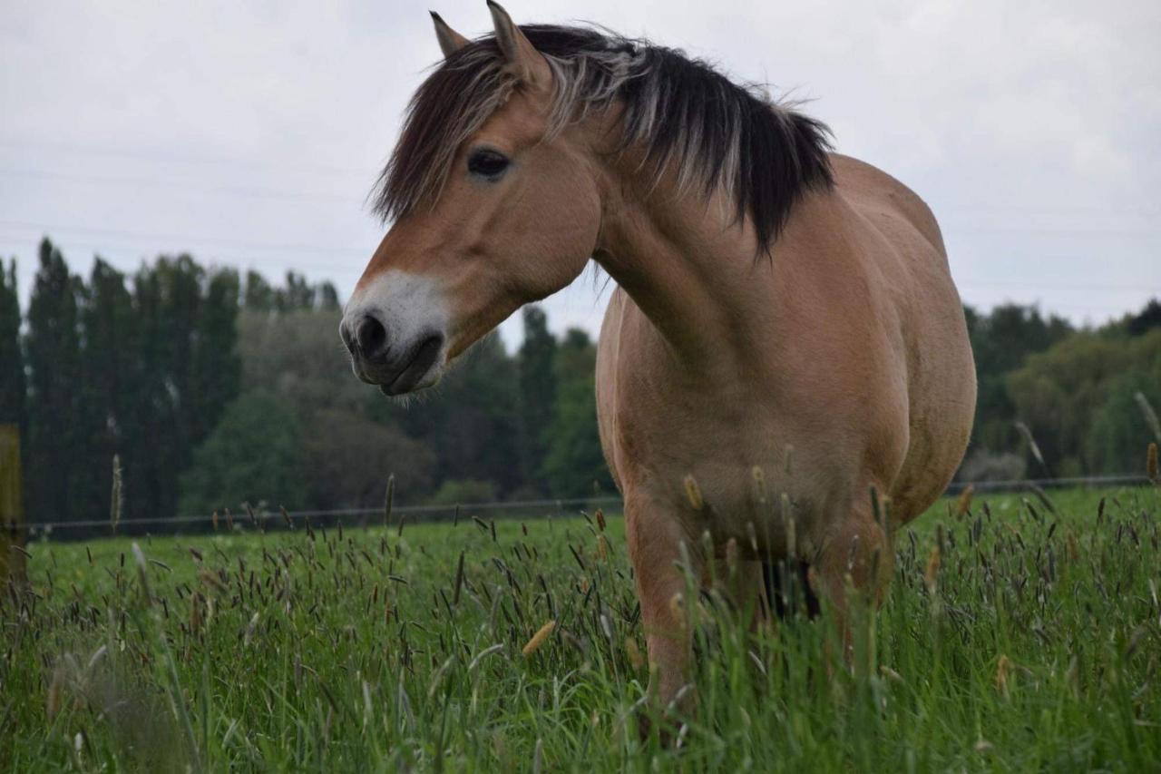 Ferme De La Forterie Verlinghem Dış mekan fotoğraf