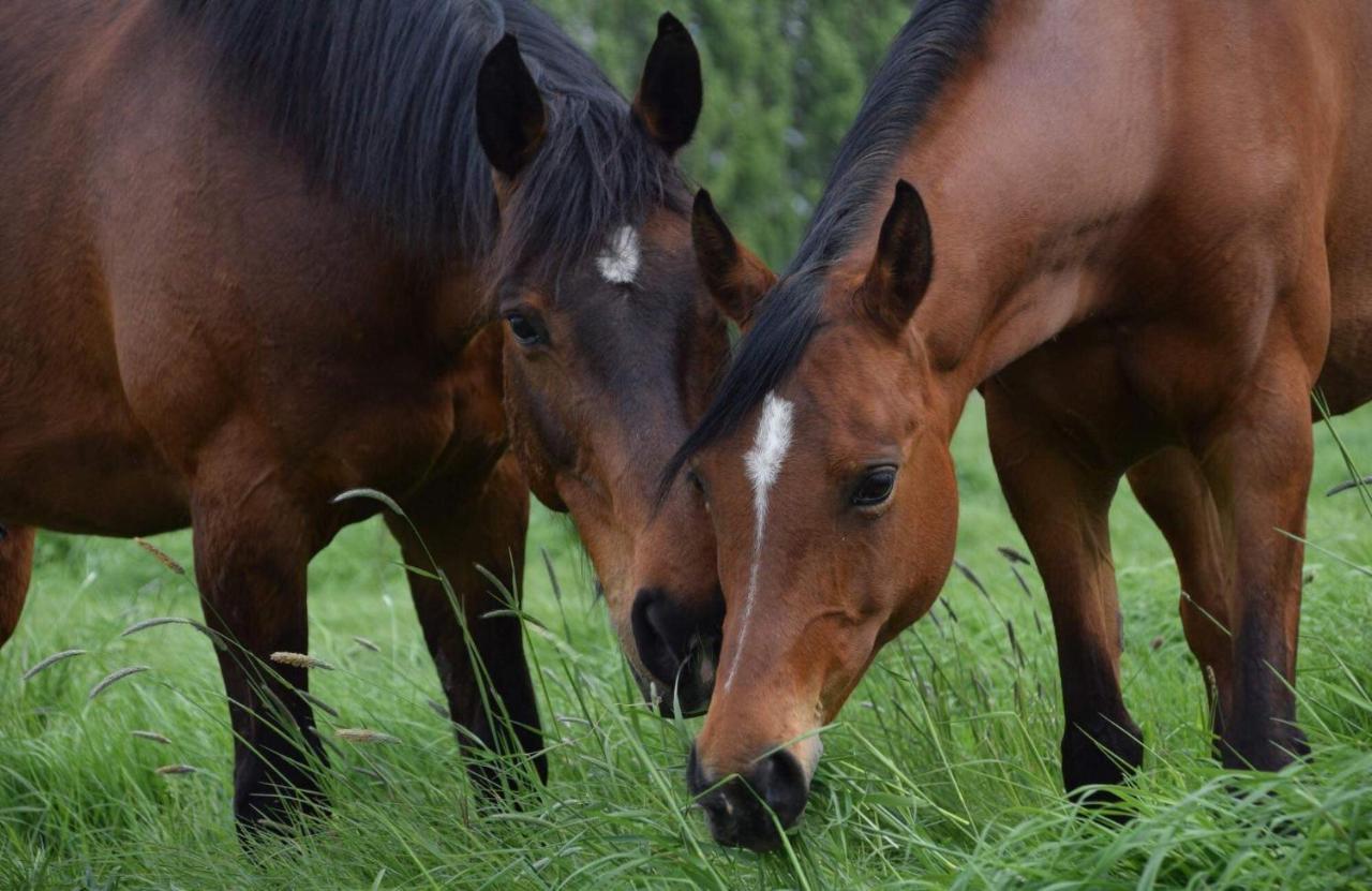 Ferme De La Forterie Verlinghem Dış mekan fotoğraf