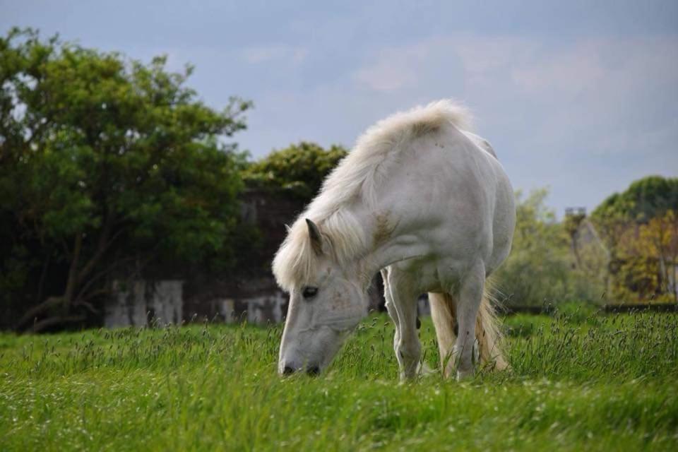Ferme De La Forterie Verlinghem Dış mekan fotoğraf