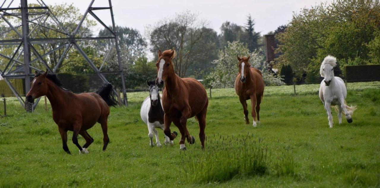 Ferme De La Forterie Verlinghem Dış mekan fotoğraf